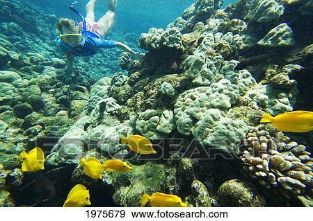 Stock Photo - Hawaii, Maui, Makena, Ahihi Kinau Natural Area Reserve, Snorkeler Exploring Reef.. Fotosearch