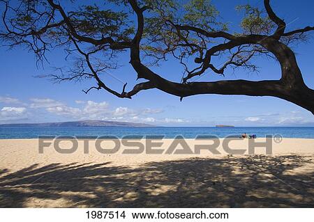 Hawaii, Maui, Makena, Big Beach, Sandy Beach With Tree Overhead And Shadows On Sand, Vacationer Sits In Distance. View Large Photo Image Picture - Hawaii, Maui, Makena, Big Beach, Sandy Beach With Tree Overhead And Shadows On Sand, Vacationer Sits In Distance.. Fotosearch