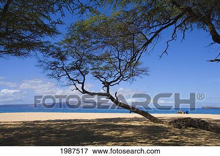 Stock Photo - Hawaii, Maui, Makena, Big Beach, Sandy Beach With Tree Overhead And Shadows On Sand, Vacationer Sits In Distance.. Fotosearch