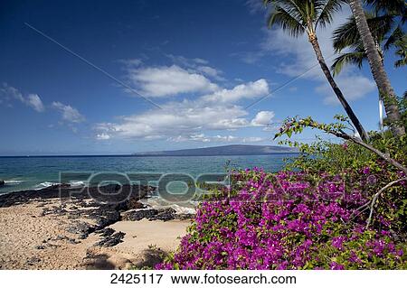 Stock Photo - Hawaii, Maui, Makena, Bougainvillea flowers at secret beach.. Fotosearch
