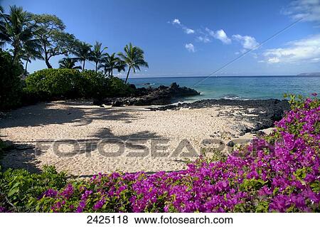 Stock Photo - Hawaii, Maui, Makena, Bougainvillea flowers at secret beach.. Fotosearch