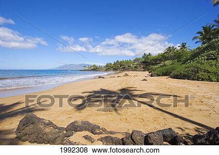 Hawaii, Maui, Makena, Chang's Beach, Shadow Of Palm Tree On Sand. View Large Photo Image Stock Photo - Hawaii, Maui, Makena, Chang's Beach, Shadow Of Palm Tree On Sand.. Fotosearch