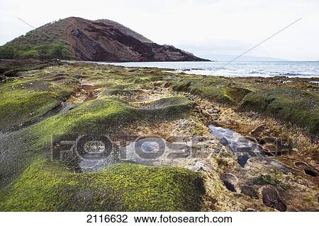 Stock Image - Hawaii, Maui, Makena, Coral at low tide.. Fotosearch