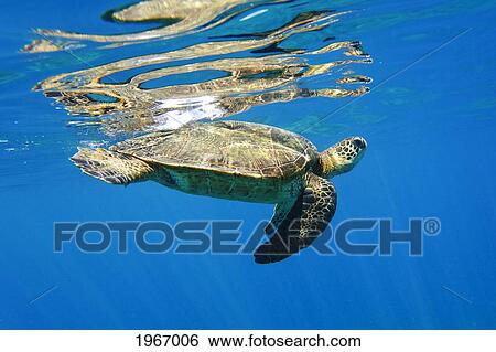 Hawaii, Maui, Makena, Hawaiian Green Sea Turtle Or Honu Underwater View Large Photo Image Stock Photograph - Hawaii, Maui, Makena, Hawaiian Green Sea Turtle Or Honu Underwater. Fotosearch