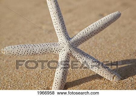 Stock Photo - Hawaii, Maui, Makena, Starfish In The Sand. Fotosearch