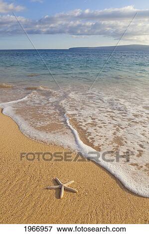 Hawaii, Maui, Makena, Starfish On Beautiful Shoreline View Large Photo Image Stock Photo - Hawaii, Maui, Makena, Starfish On Beautiful Shoreline. Fotosearch