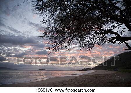Stock Photograph - Hawaii, Maui, Makena State Park, Oneloa Or Big Beach, Water Lapping Onto Shore At Sunset With A Silhouette Of A Tree In The Foreground.. Fotosearch