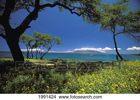 Hawaii, Maui, Makena, View Of Turquoise Ocean Through Flowers And Trees View Large Photo Image Picture - Hawaii, Maui, Makena, View Of Turquoise Ocean Through Flowers And Trees. Fotosearch