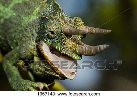 Stock Photo - Hawaii, Maui, Male Jackson's Chameleon (Chamaeleo Jacksonii).. Fotosearch