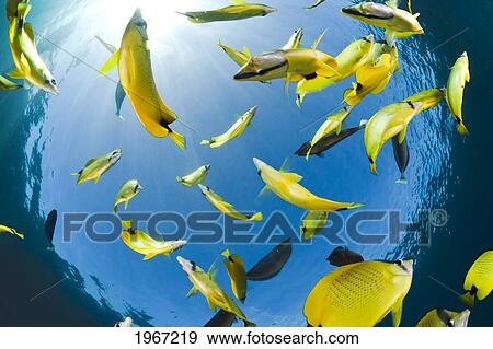 Stock Photo - Hawaii, Maui, Milletseed Butterflyfish (Chaetodon Miliaris) Schooling.. Fotosearch