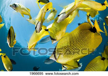 Stock Photography - Hawaii, Maui, Milletseed Butterflyfish (Chaetodon Miliaris) Schooling.. Fotosearch