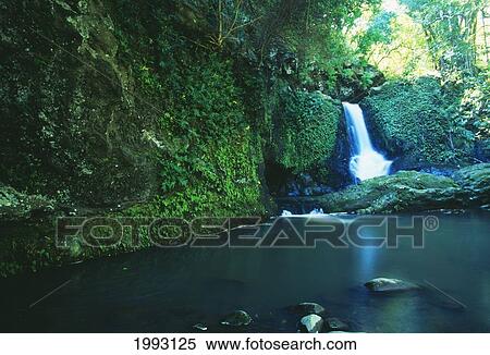 Hawaii, Maui, Mokumokuele Valley, Lush Greenery With Stream And Waterfall. View Large Photo Image Stock Photography - Hawaii, Maui, Mokumokuele Valley, Lush Greenery With Stream And Waterfall.. Fotosearch