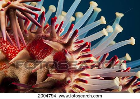 Hawaii, Maui, Molokini, A Macro Shot Of The Spines And Tube Feet Of A Crown Of Thorns Starfish, (Acanthaster Planci). View Large Photo Image Picture - Hawaii, Maui, Molokini, A Macro Shot Of The Spines And Tube Feet Of A Crown Of Thorns Starfish, (Acanthaster Planci).. Fotosearch