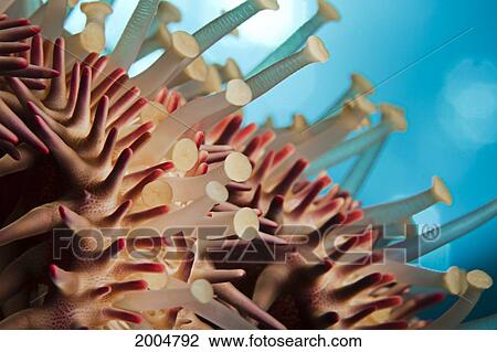 Hawaii, Maui, Molokini, A Macro Shot Of The Spines And Tube Feet Of A Crown Of Thorns Starfish, (Acanthaster Planci). View Large Photo Image Stock Image - Hawaii, Maui, Molokini, A Macro Shot Of The Spines And Tube Feet Of A Crown Of Thorns Starfish, (Acanthaster Planci).. Fotosearch