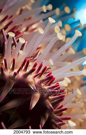 Stock Image - Hawaii, Maui, Molokini, A Macro Shot Of The Spines And Tube Feet Of A Crown Of Thorns Starfish, (Acanthaster Planci).. Fotosearch