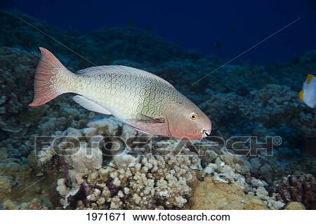Hawaii, Maui, Molokini, A Young Redlip Parrotfish (Scarus Rubroviolaeceus) Swims Among Coral Reef. View Large Photo Image Stock Image - Hawaii, Maui, Molokini, A Young Redlip Parrotfish (Scarus Rubroviolaeceus) Swims Among Coral Reef.. Fotosearch