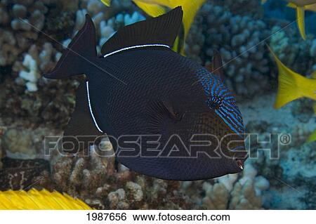 Stock Photograph - Hawaii, Maui, Molokini, Black Triggerfish (Melichthys Niger) Or Black Durgon, Often Found In Large Schools Over Reef Areas. Fotosearch
