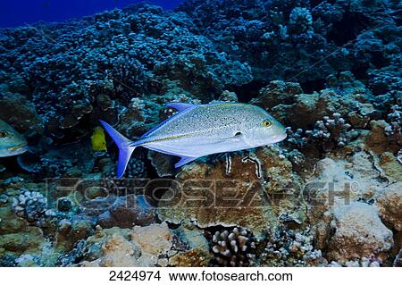 Picture - Hawaii, Maui, Molokini, Bright Bluefin Trevally.. Fotosearch
