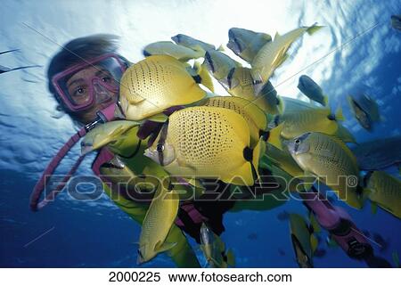 Hawaii, Maui, Molokini, Close-Up Front Angle Woman Diver, Milletseed Butterflyfish Surface View Large Photo Image Stock Photography - Hawaii, Maui, Molokini, Close-Up Front Angle Woman Diver, Milletseed Butterflyfish Surface. Fotosearch