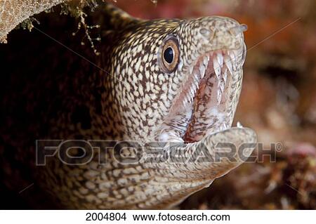 Picture - Hawaii, Maui, Molokini, Close Up Of A Hungry Moray Eel (Gymnothorax).. Fotosearch