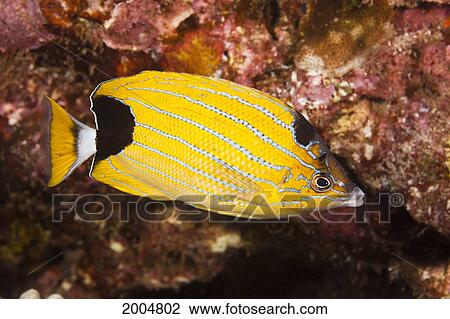 Hawaii, Maui, Molokini, Close Up Of A Bluestripe Butterflyfish, (Chaetodon Fremblii)Also Known As Kikakapu. View Large Photo Image Stock Image - Hawaii, Maui, Molokini, Close Up Of A Bluestripe Butterflyfish, (Chaetodon Fremblii)Also Known As Kikakapu.. Fotosearch