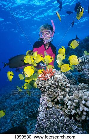 Stock Image - Hawaii, Maui, Molokini, Close-Up Of Woman Snorkeler Watching Tropical Fish, Blue Ocean Over Reef. Fotosearch