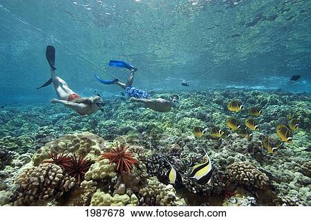 Stock Photo - Hawaii, Maui, Molokini, Couple Free Diving Over Beautiful Coral Reef With Moorish Idols And Butterflyfish. Fotosearch