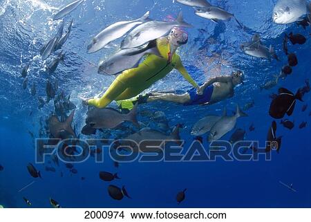 Hawaii, Maui, Molokini, Couple Snorkeling Near Surface, Fish View Large Photo Image Picture - Hawaii, Maui, Molokini, Couple Snorkeling Near Surface, Fish. Fotosearch