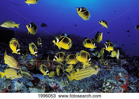 Stock Image - Hawaii, Maui, Molokini Crater, Reef Scene With Bluestripe Snapper And Raccoon Butterflyfish.. Fotosearch