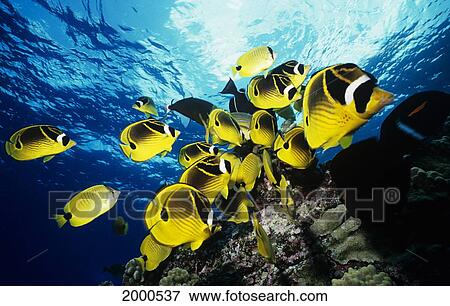 Stock Photo - Hawaii, Maui, Molokini Crater, School Raccoon Butterflyfish Over Reef, Chaetodon Lunula Near Surface. Fotosearch