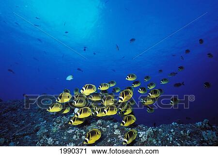Stock Image - Hawaii, Maui, Molokini Crater, Schooling Raccoon Butterflyfish Near Reef.. Fotosearch
