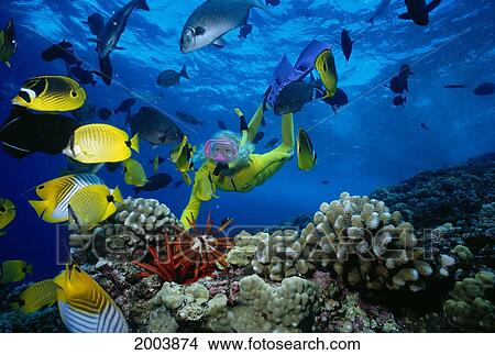 Hawaii, Maui, Molokini Crater, Woman In Yellow Dive Suit Snorkels Over Reef, Colorful Fish View Large Photo Image Picture - Hawaii, Maui, Molokini Crater, Woman In Yellow Dive Suit Snorkels Over Reef, Colorful Fish. Fotosearch