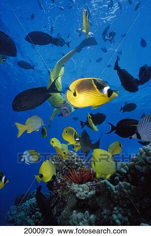Hawaii, Maui, Molokini, Female Snorkeler Diving Into Water Toward Coral And Fish View Large Photo Image Stock Image - Hawaii, Maui, Molokini, Female Snorkeler Diving Into Water Toward Coral And Fish. Fotosearch