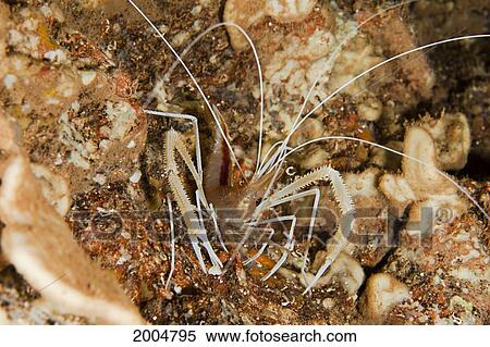 Stock Photography - Hawaii, Maui, Molokini, Ghost Shrimp (Stenopus Pyrsonotus) Blends In With Reef.. Fotosearch