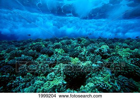Picture - Hawaii, Maui, Molokini Island, Underwater View Of Wave Breaking Over Shallow Reef B1916. Fotosearch