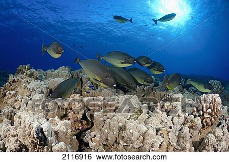 Hawaii, Maui, Molokini Islet, Unicornfish (Naso hexacanthus) stop at a cleaning station operated by two Hawaiian cleaner wrasse (Labroides phthirophagus). View Large Photo Image Stock Photograph - Hawaii, Maui, Molokini Islet, Unicornfish (Naso hexacanthus) stop at a cleaning station operated by two Hawaiian cleaner wrasse (Labroides phthirophagus).. Fotosearch