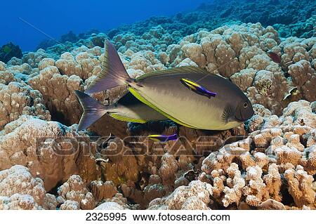 Hawaii, Maui, Molokini Islet, Unicornfish (Naso Hexacanthus) At A Cleaning Station With Two Endemic Hawaii Cleaner Wrasse (Labroides Phthirophags) View Large Photo Image Stock Photography - Hawaii, Maui, Molokini Islet, Unicornfish (Naso Hexacanthus) At A Cleaning Station With Two Endemic Hawaii Cleaner Wrasse (Labroides Phthirophags). Fotosearch