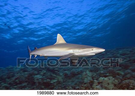 Hawaii, Maui, Molokini, Juvenile Grey Reef Shark (Carcharhinus Amblyrhynchos) Over Coral Reef, Side View View Large Photo Image Stock Image - Hawaii, Maui, Molokini, Juvenile Grey Reef Shark (Carcharhinus Amblyrhynchos) Over Coral Reef, Side View. Fotosearch