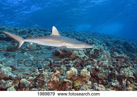 Stock Photo - Hawaii, Maui, Molokini, Juvenile Grey Reef Shark (Carcharhinus Amblyrhynchos) Over Coral Reef, Side View. Fotosearch