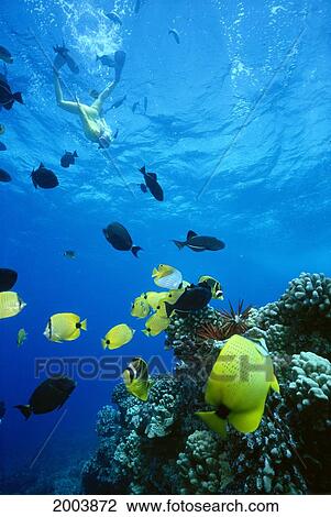 Hawaii, Maui, Molokini Maui, Female Snorkeler Swimming Toward Fish And Coral View Large Photo Image Stock Image - Hawaii, Maui, Molokini Maui, Female Snorkeler Swimming Toward Fish And Coral. Fotosearch