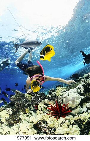 Hawaii, Maui, Molokini, Snorkeling Child Exploring Coral Reef With Tropical Fish And Sea Urchin. View Large Photo Image Stock Image - Hawaii, Maui, Molokini, Snorkeling Child Exploring Coral Reef With Tropical Fish And Sea Urchin.. Fotosearch