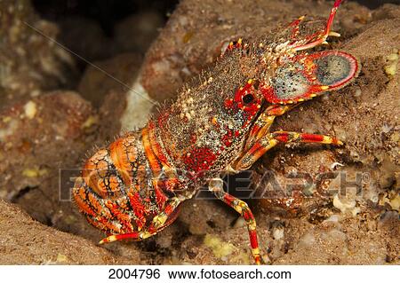 Hawaii, Maui, Molokini, The Sculptured Slipper Lobster, (Arctides Regalis), Are Also Refered To As Shovel-Nosed Lobsters. View Large Photo Image Stock Photograph - Hawaii, Maui, Molokini, The Sculptured Slipper Lobster, (Arctides Regalis), Are Also Refered To As Shovel-Nosed Lobsters.. Fotosearch