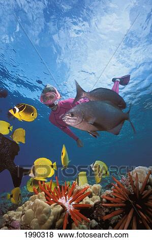 Stock Photo - Hawaii, Maui, Molokini, Tropical Reef Scene With Woman Snorkeling Variety Of Fish. Fotosearch