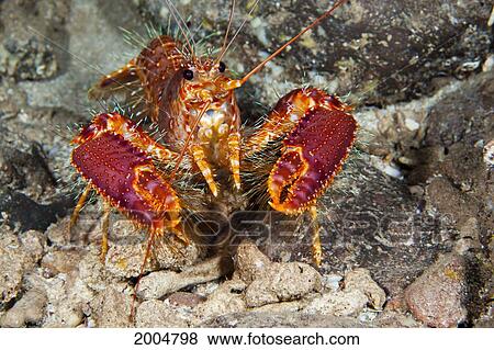 Hawaii, Maui, Molokini, Western Lobster, (Enoplometopus Occidentalis) Found Among Rocks. View Large Photo Image Stock Photo - Hawaii, Maui, Molokini, Western Lobster, (Enoplometopus Occidentalis) Found Among Rocks.. Fotosearch