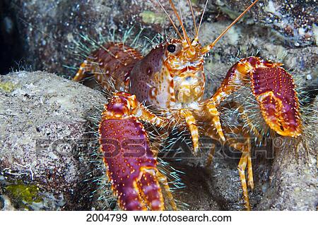 Hawaii, Maui, Molokini, Western Lobster, (Enoplometopus Occidentalis) Found Among Rocks. View Large Photo Image Stock Photo - Hawaii, Maui, Molokini, Western Lobster, (Enoplometopus Occidentalis) Found Among Rocks.. Fotosearch