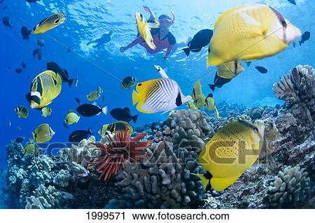 Hawaii, Maui, Molokini, Woman In Pink Snorkels With Tropical Fish, Coral Reef Urchin View Large Photo Image Stock Image - Hawaii, Maui, Molokini, Woman In Pink Snorkels With Tropical Fish, Coral Reef Urchin. Fotosearch