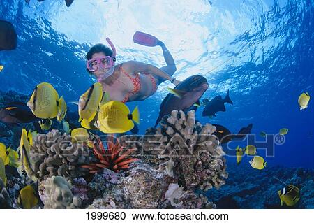 Hawaii, Maui, Molokini, Woman Snorkels With Colorful Fish Over Coral, Sunburst View Large Photo Image Stock Image - Hawaii, Maui, Molokini, Woman Snorkels With Colorful Fish Over Coral, Sunburst. Fotosearch