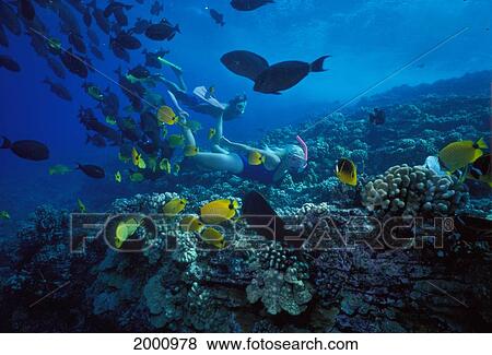 Hawaii, Maui, Molokini, Woman Snorkels Over Reef Yellow Butterflyfish And Triggerfish Black View Large Photo Image Stock Photo - Hawaii, Maui, Molokini, Woman Snorkels Over Reef Yellow Butterflyfish And Triggerfish Black. Fotosearch