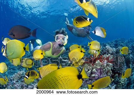 Hawaii, Maui, Molokini, Yellow Butterflyfish And Coral With Couple Snorkeling View Large Photo Image Picture - Hawaii, Maui, Molokini, Yellow Butterflyfish And Coral With Couple Snorkeling. Fotosearch