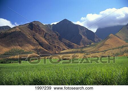 Stock Photo - Hawaii, Maui, Mountains, Cane Fields A48A. Fotosearch